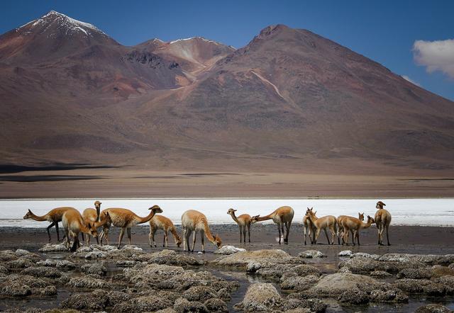 Laguna Hedionda